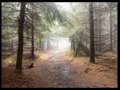 20. Rędziny