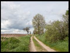 60. Wilka